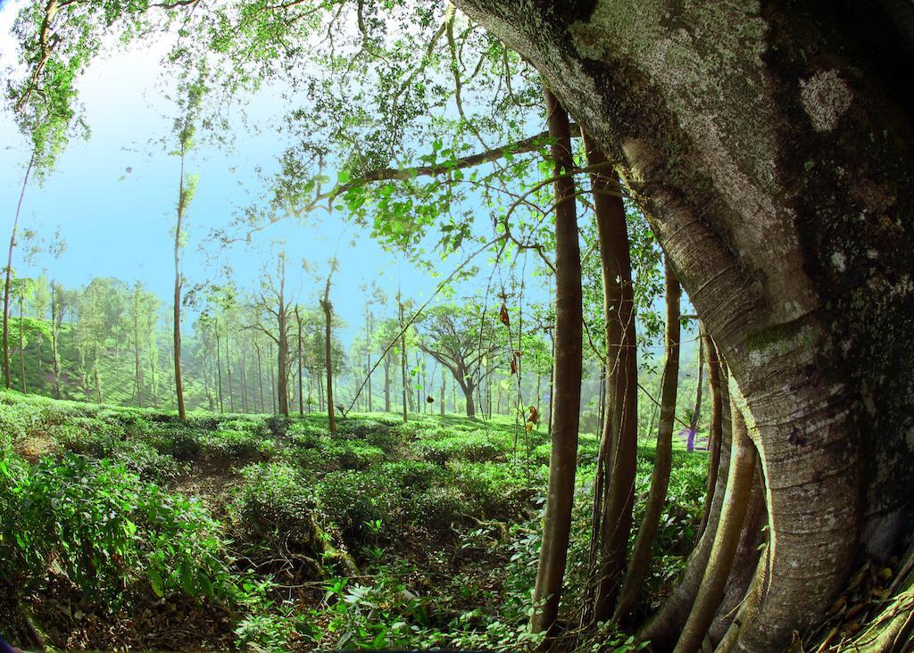 Parisons Plantation Experiences By Abad Ξενοδοχείο Mananthavady Εξωτερικό φωτογραφία